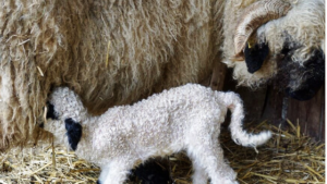 Mother sheep feeding little lamb