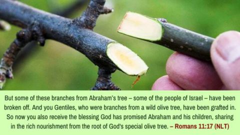 olive grafted covenant abrahamic gentiles persuasion christianity